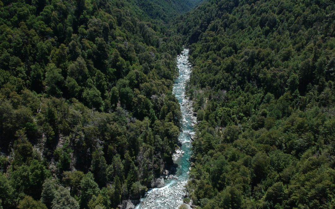 Reserva Nacional Huemules de Niblinto: Un santuario natural en el corazón de Ñuble