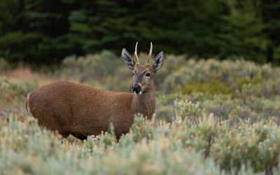 Ministerio de Agricultura entregó informe técnico para la creación del primer parque nacional de la Región de Ñuble